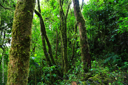 paisajes verdes colombia