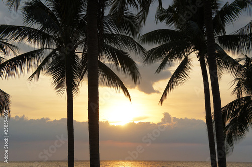 Landscape palm trees at yellow sunset