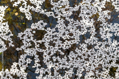 Cherry blossom petals floating on the surface the water.