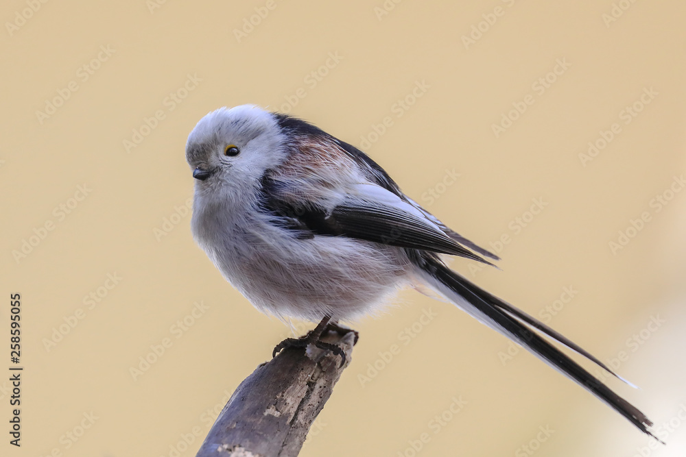 Fototapeta premium long-tailed tit