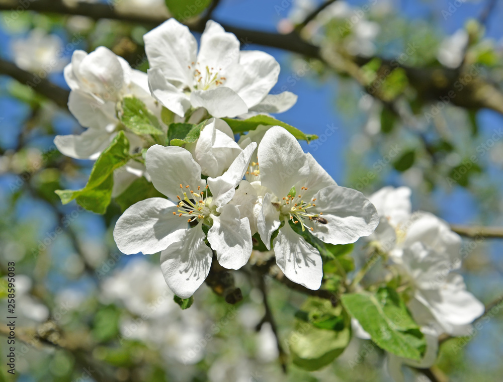 Apple-tree flowers close up. Spring