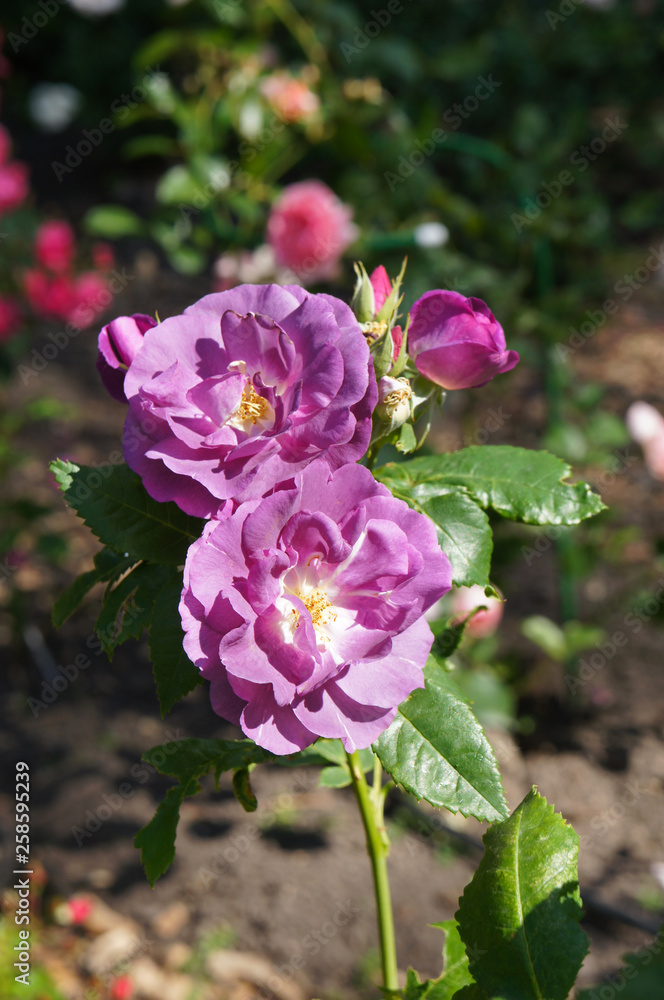 Rhapsody in blue rose in garden vertical