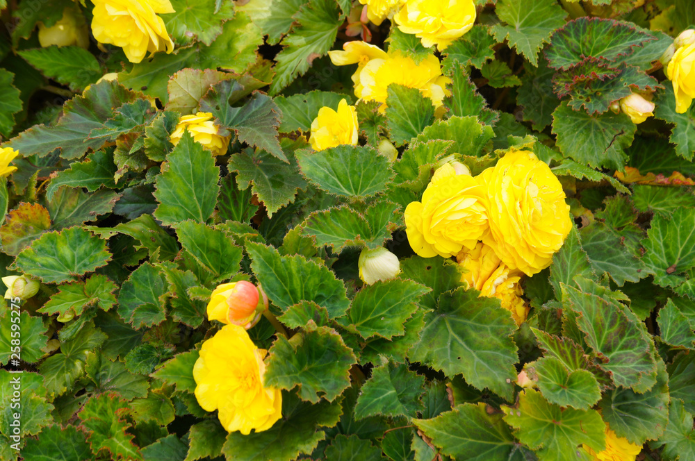 Tuberous-rooted begonia tuberosa yellow flowers with green Stock Photo |  Adobe Stock