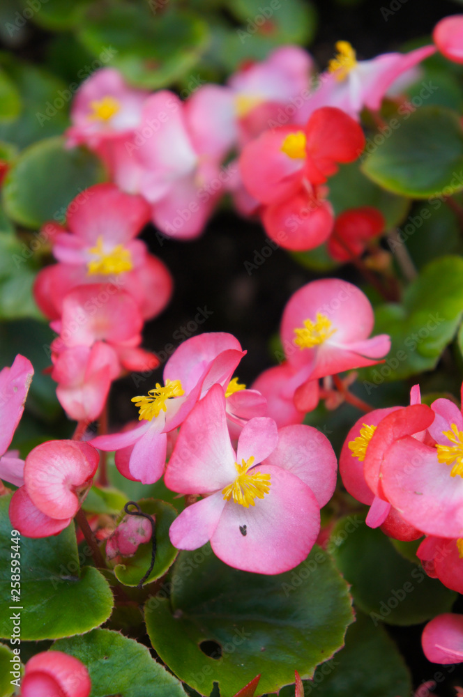 Fototapeta premium Begonia semperflorens red flowers with green