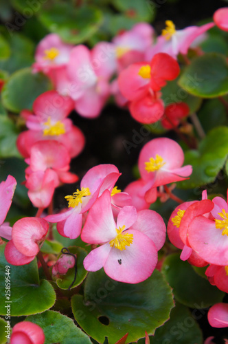 Begonia semperflorens red flowers with green