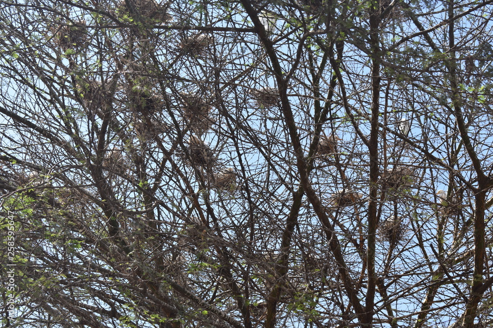 tree with nests tree with nests
