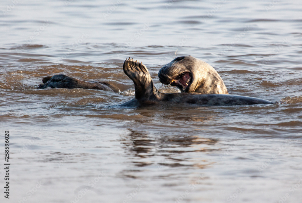 Fototapeta premium atlantic grey seal