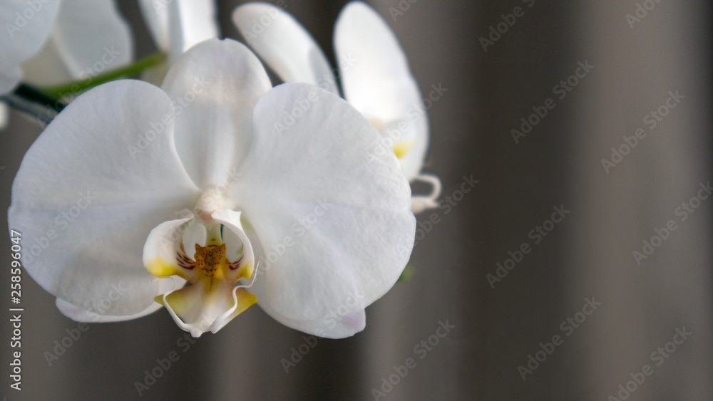 Obraz premium Orchid
