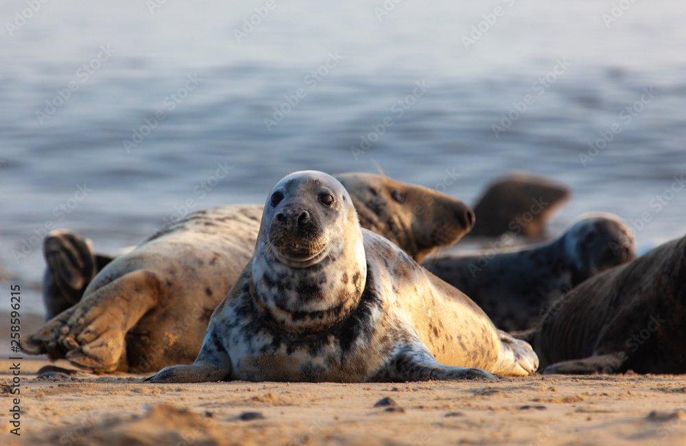 Fototapeta premium atlantic grey seal