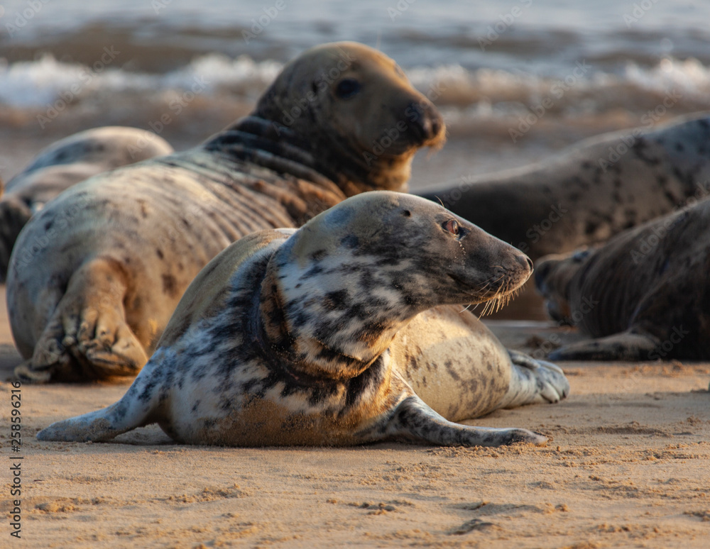 Fototapeta premium atlantic grey seal