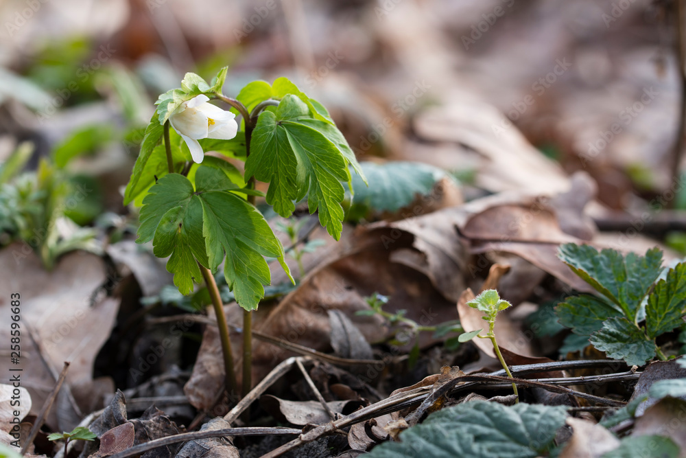 Flower bud of anemone flower anemone. Flower bud of anemone flower anemone.
