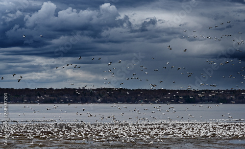 Migrating snow geese (Anser caerulescens) landing on the shore of the St Lawrence River at Cap Rouge in Quebec City, white against a stormy sky