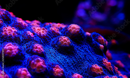 Fotografiet Halloween Screamer Chalice coral in macro shot ( Echinophyllia sp