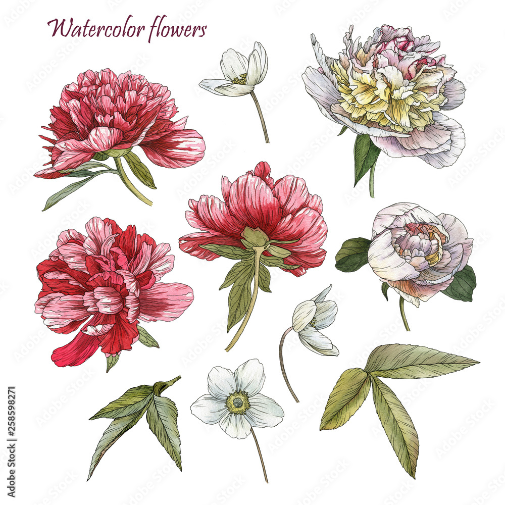 Flowers set of watercolor peonies, anemones  and leaves in sketch style