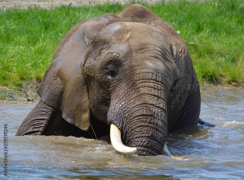 African elephants are elephants of the genus Loxodonta. The genus consists of two extant species: the African bush elephant, L. africana, and the smaller African forest elephant,