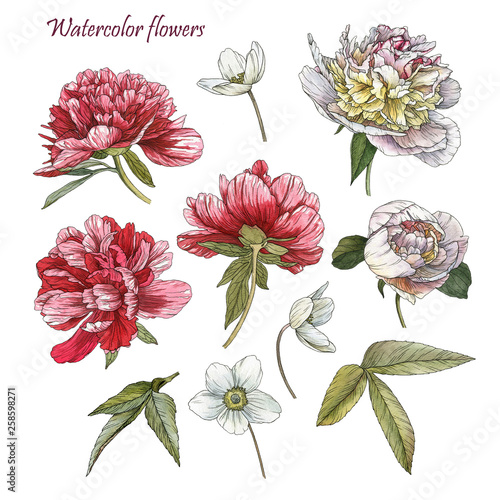 Flowers set of watercolor peonies, anemones and leaves in sketch style