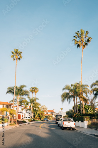 Palm trees along a street in San Clemente  Orange County  California