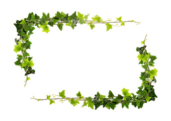 Frame of ivy
