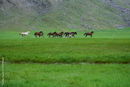 wild horses of nature, magnificent galloping and spring season