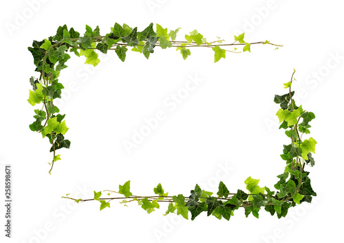 Photography Frame of ivy