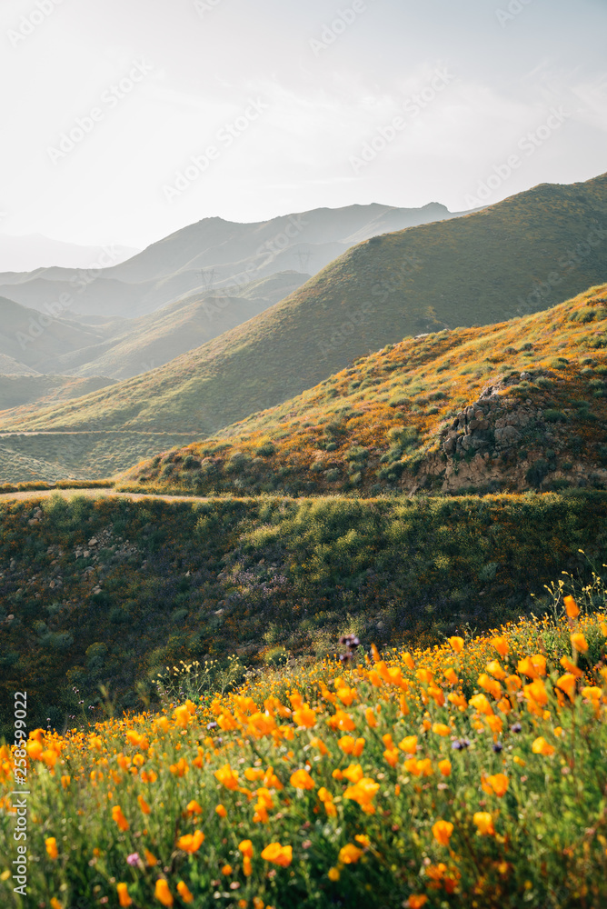 Poppies with view of hills at Walker Canyon, in Lake Elsinore, California