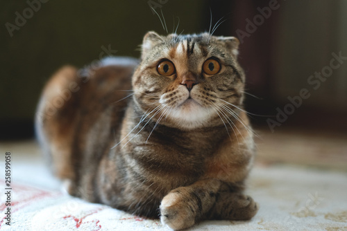 Brown scottish fold cat is lying on a carpet.