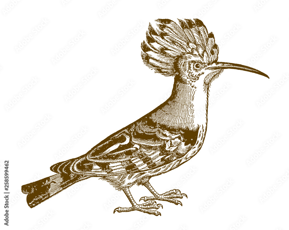 Eurasian hoopoe, upupa epops in side view. Illustration after an antique woodcut from the 16th century Eurasian hoopoe, upupa epops in side view. Illustration after an antique woodcut from the 16th century