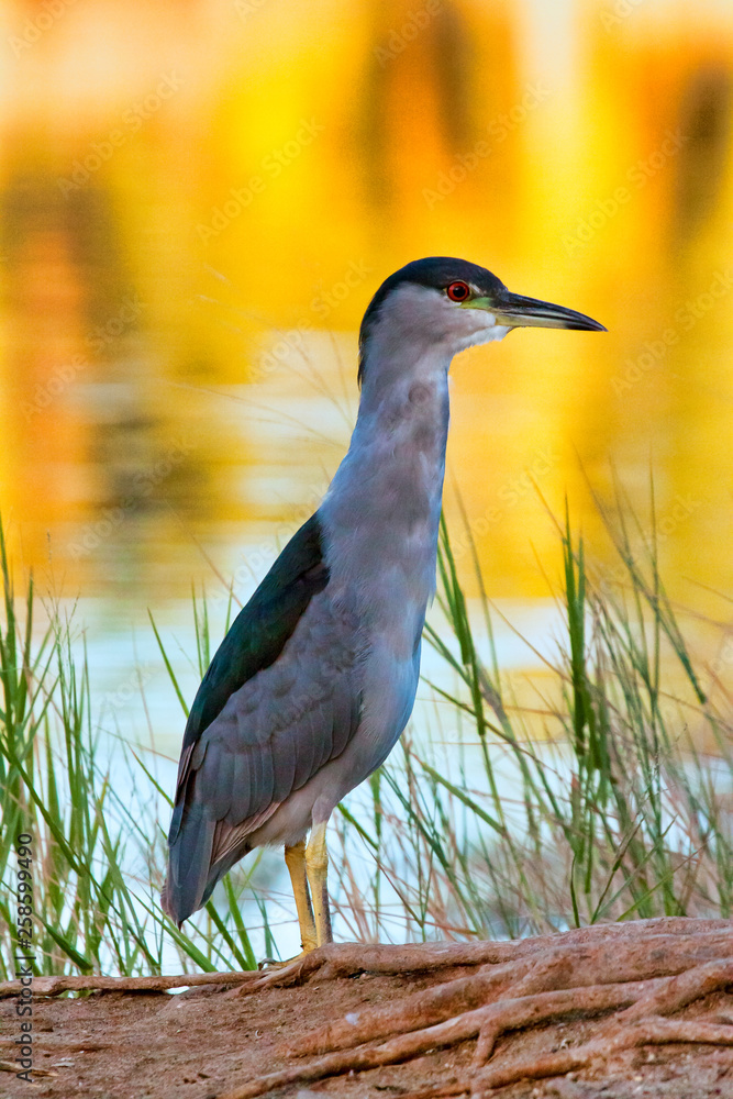 Green Heron near a lake at sunset.