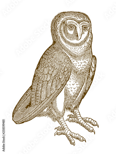 Western barn owl (tyto alba) in quarter front view. Illustration after a historical woodcut from the 16th century