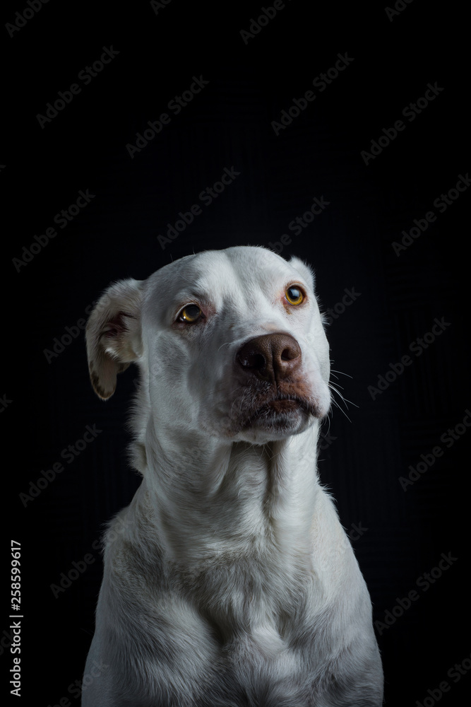portrait of a dog portrait of a dog