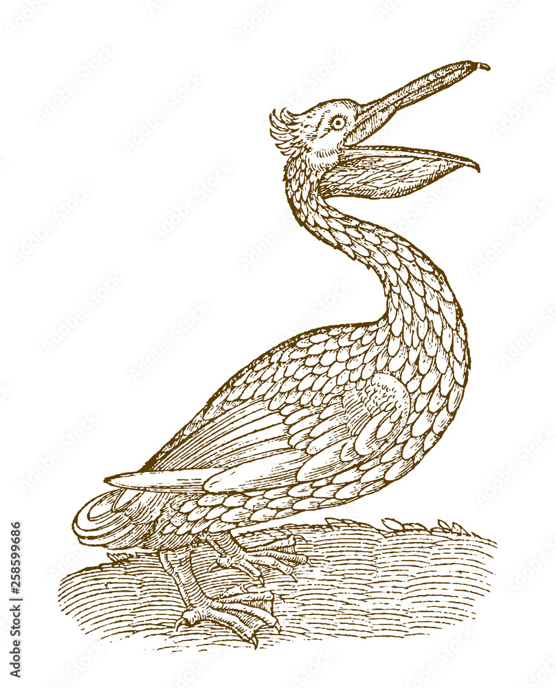 Naklejka premium Pelican in side view with opened beak. Illustration after a historical woodcut from the 16th century