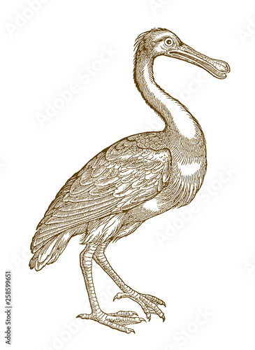 Walking eurasian spoonbill or common spoonbill (platalea leucorodia) in side view. Illustration after a historical woodcut from the 16th century