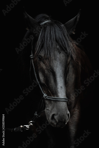 Portrait of a beautiful black stallion on a black background