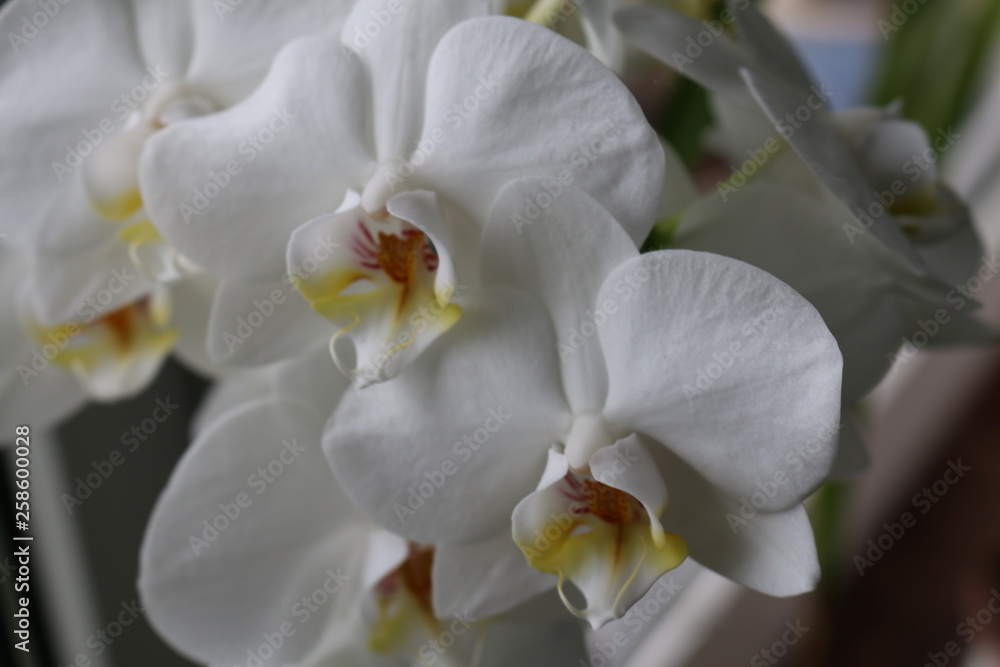 Obraz premium weiße blüte