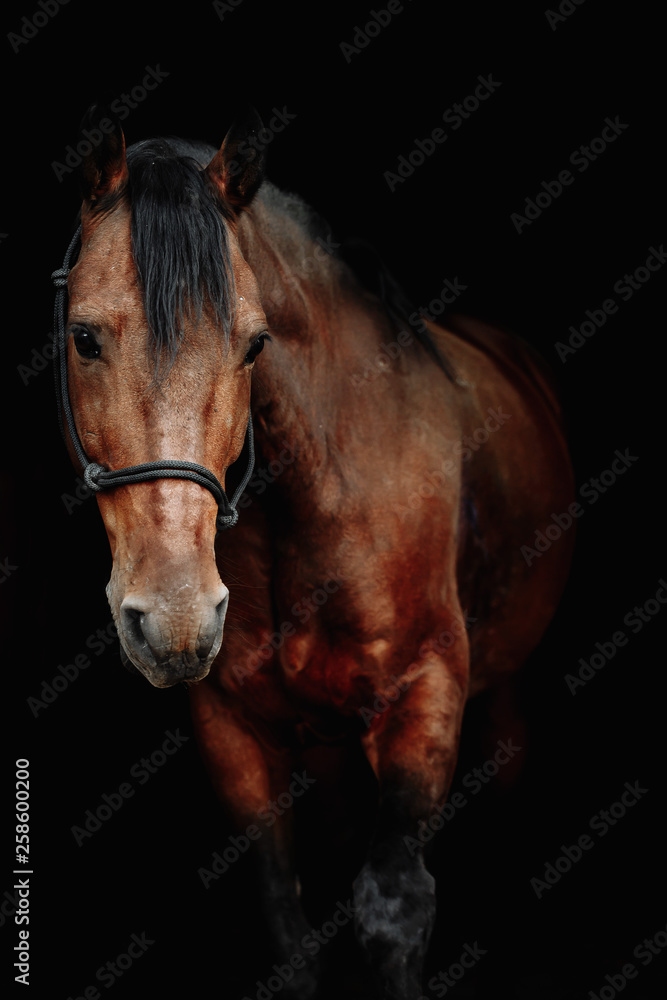 Bay brown sport horse isolated on black background Bay brown sport horse isolated on black background