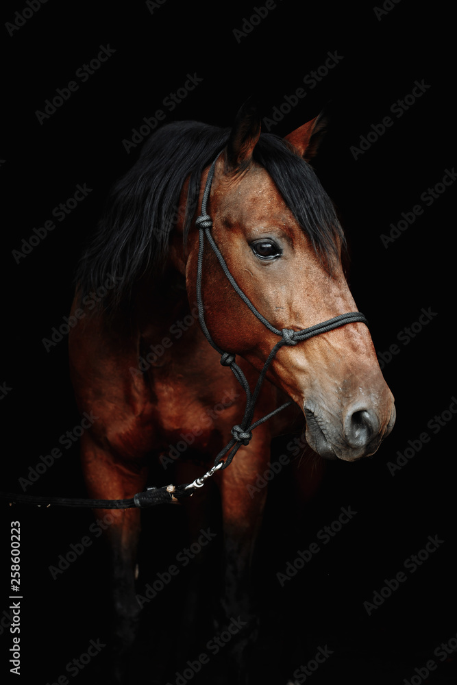 Obraz Bay brown sport horse isolated on black background