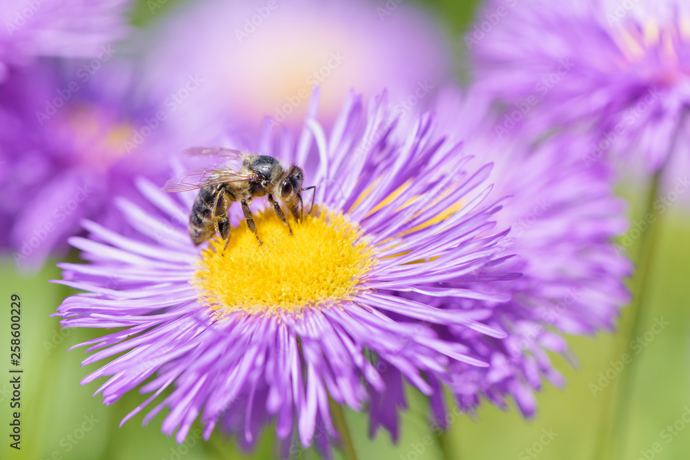 Bee picking pollen on summer flower. Beauty bright natural background. Bee picking pollen on summer flower. Beauty bright natural background.