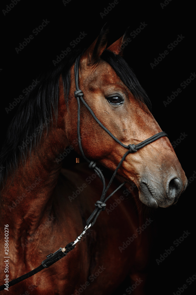 Obraz premium Bay brown sport horse isolated on black background