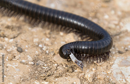 macro of the head of a large black millipede eating detritus in the negev desert in israel