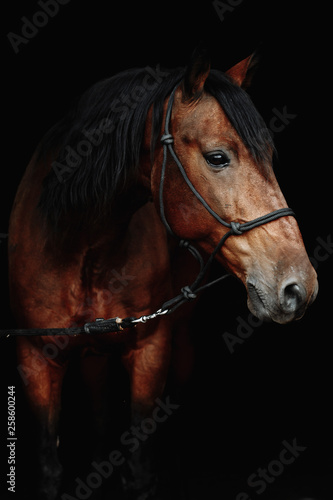 Bay brown sport horse isolated on black background © matilda553