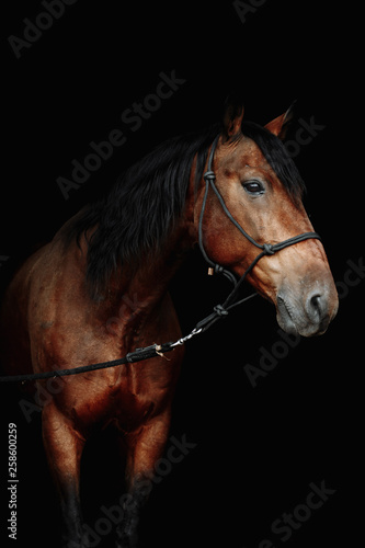 Bay brown sport horse isolated on black background