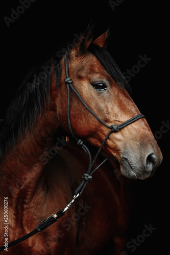 Bay brown sport horse isolated on black background