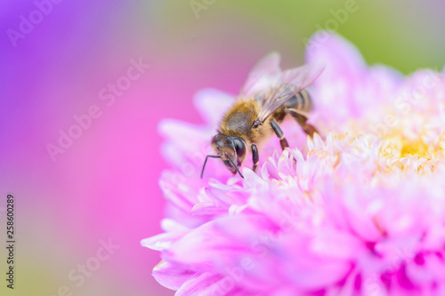 Bee picking pollen o autumn flower. Beauty colorful natural background. 