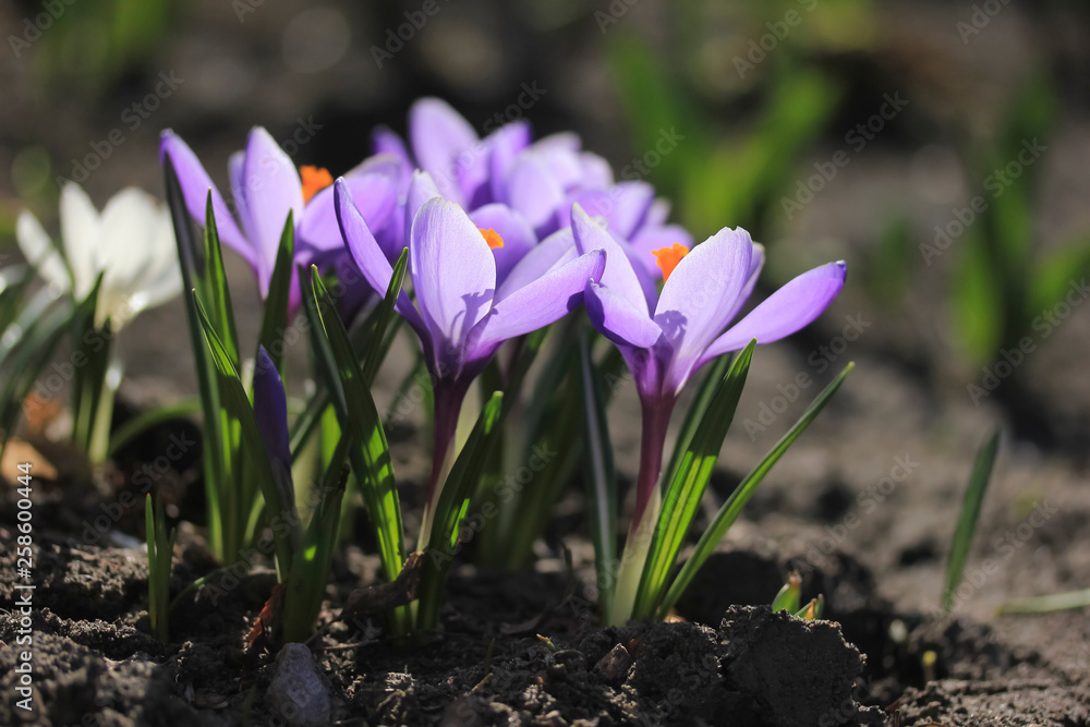 Purple crocuses in spring Purple crocuses in spring