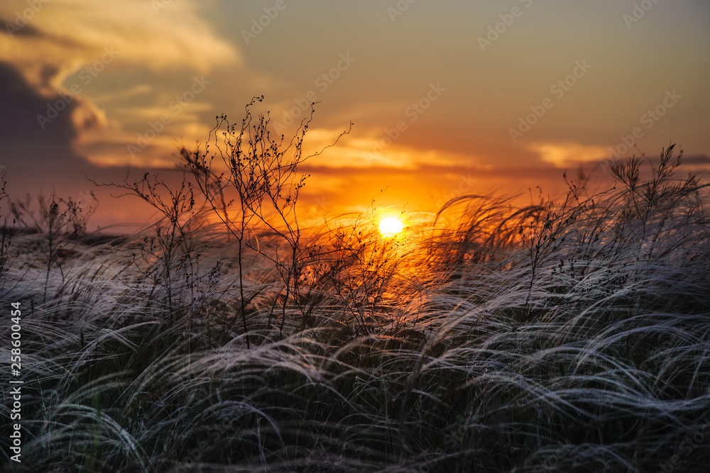 Fototapeta premium A field with a feather grass on the background of a crimson sunset.