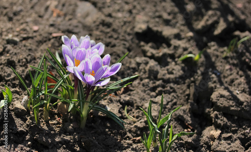 Purple crocuses in spring