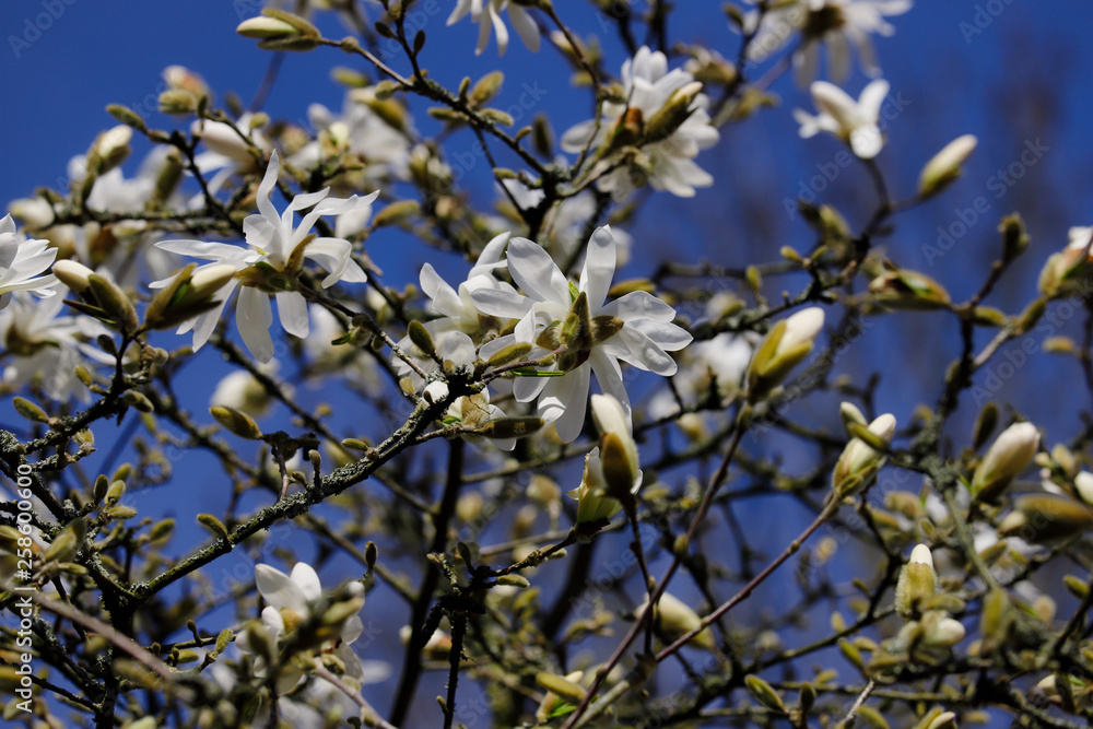 Buds and flowers of white star stellata magnolia tree in the spring garden