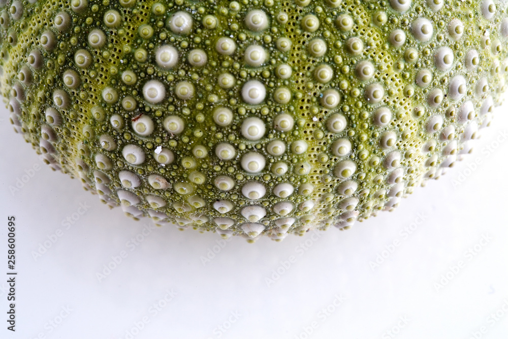 Sea urchin isolated on white close-up depth of tield Sea urchin isolated on white close-up depth of tield