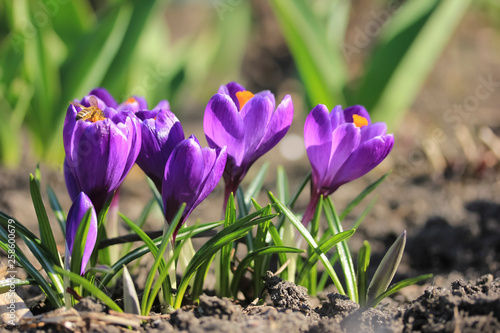 Purple crocuses in spring