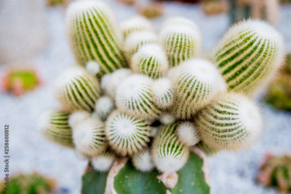 Fototapeta premium Collection beautiful prickly cacti in the greenhouse